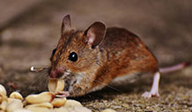 24 Hour & Emergency Exterminators in Roseville, OH
